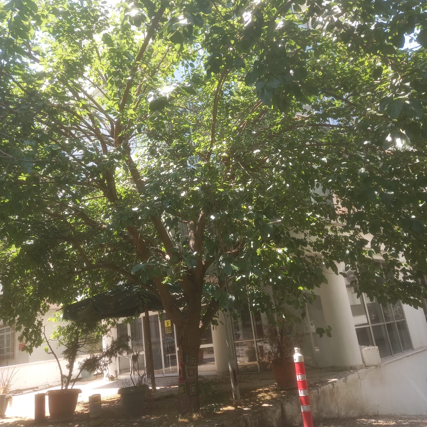 Dut ağacının budama öncesi durumu